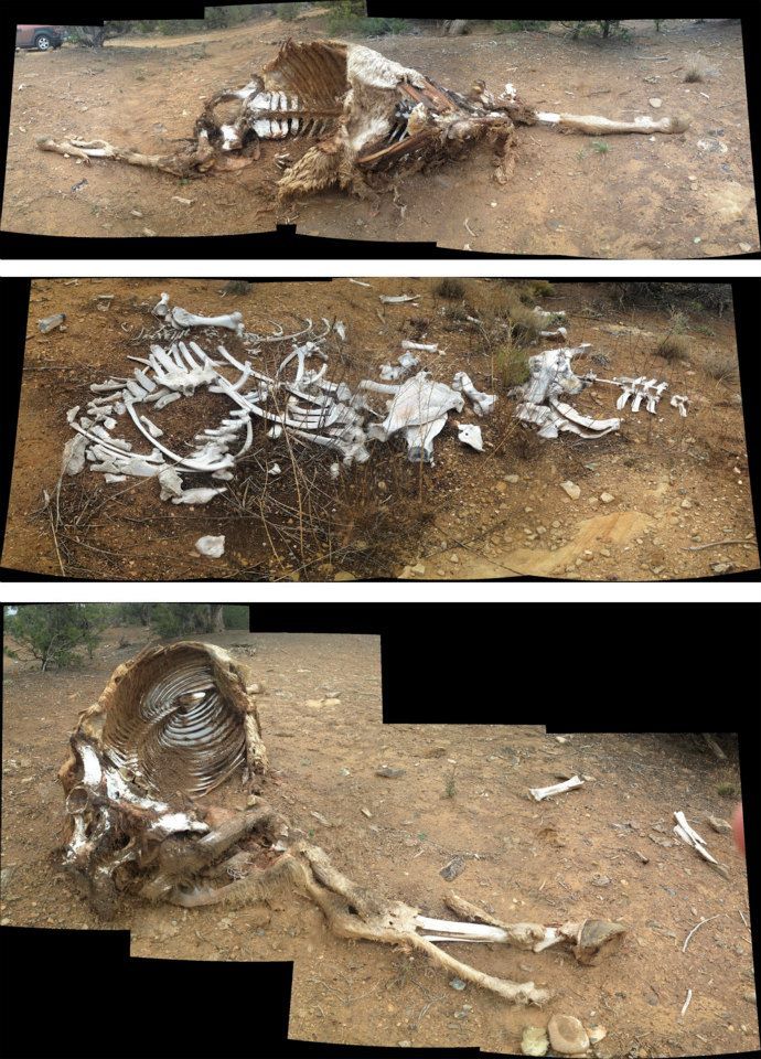 Creepy livestock graveyard, Colorado