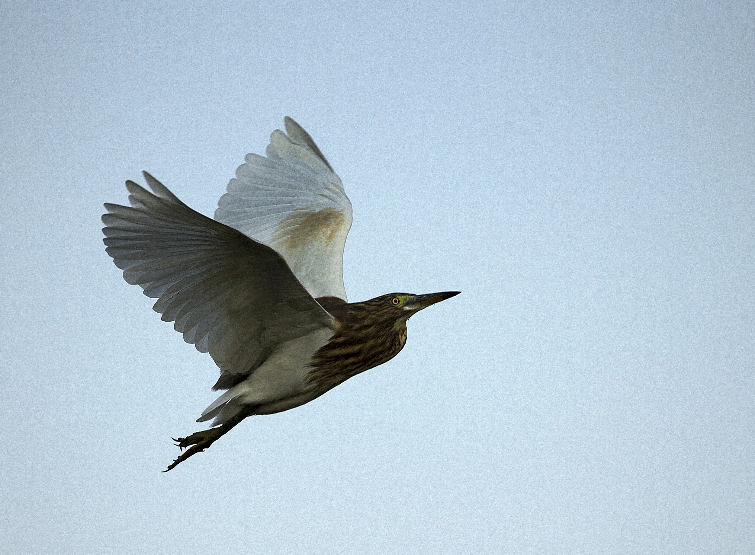 _38Y9155 Pond Heron hussain Sagar.jpg