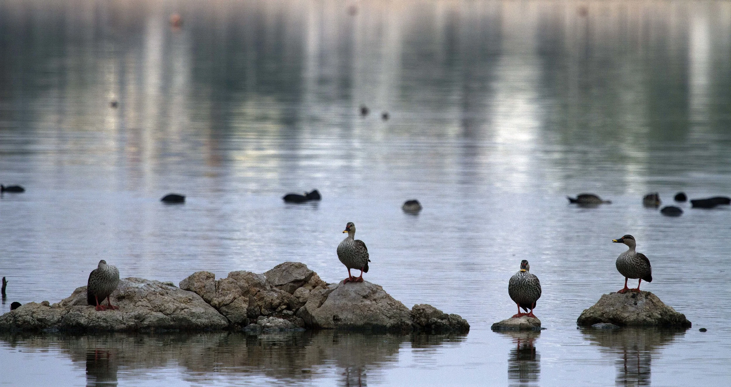 _MG_8813 Hussain Sagar Birds Iconic.jpg