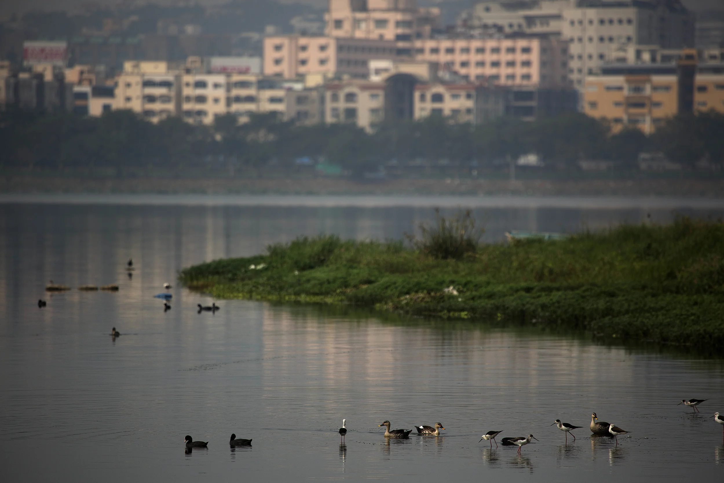 _W5B9478 Hussain Sagar , Sanjivaiah Park Birds .jpg