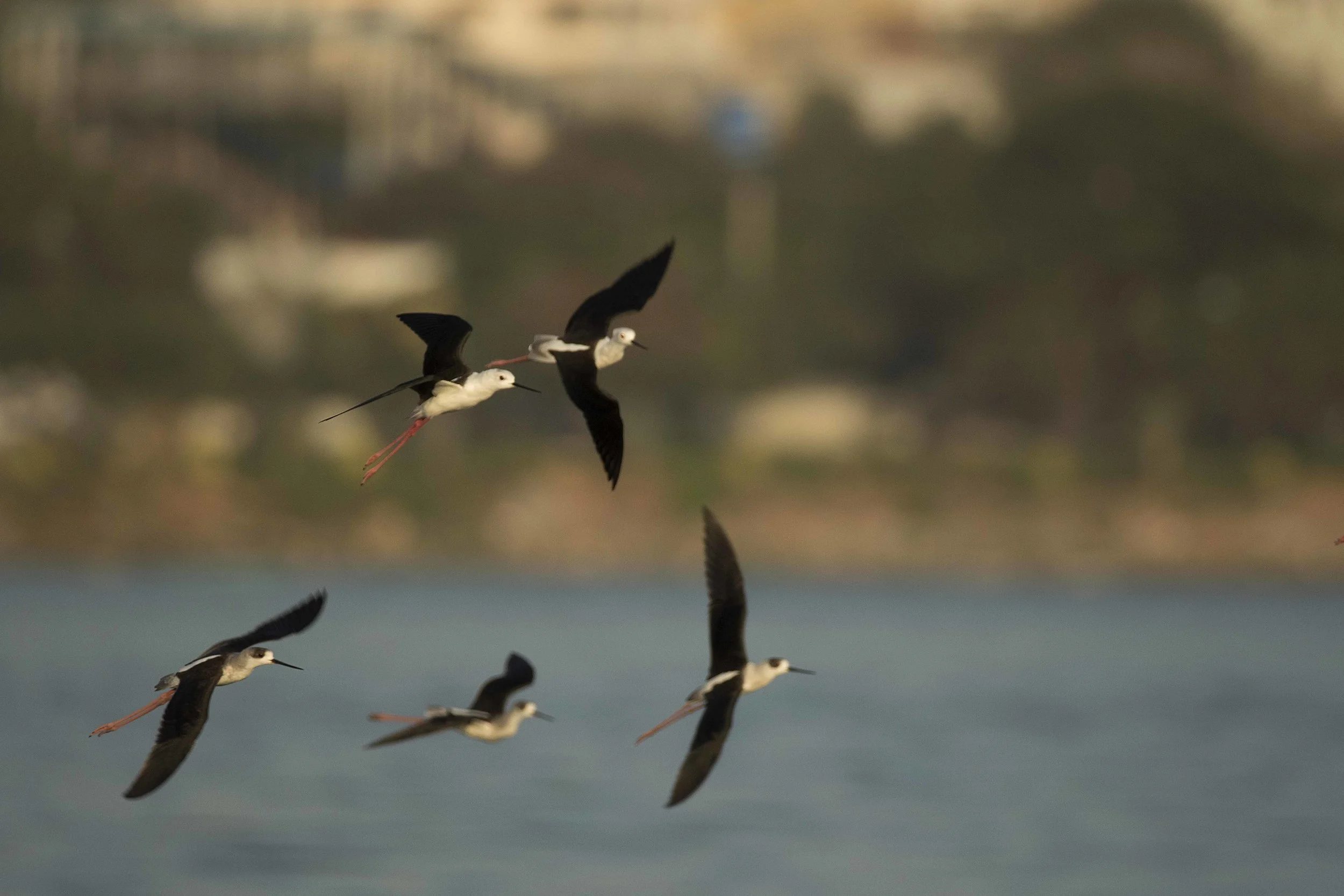 AJ1A9349 blakc winged stilts.jpg