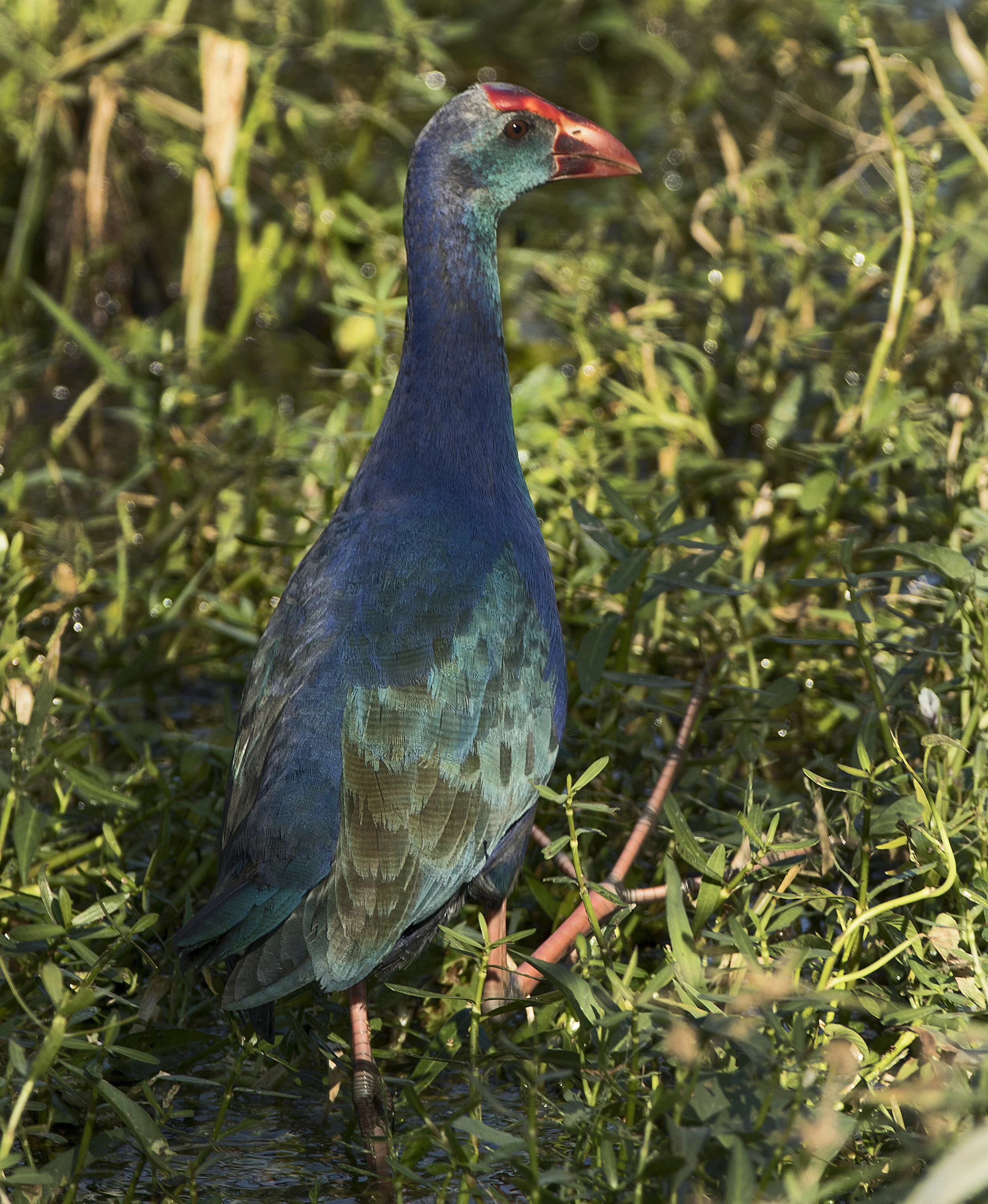 AJ1A9485 Purple Moorhen.jpg
