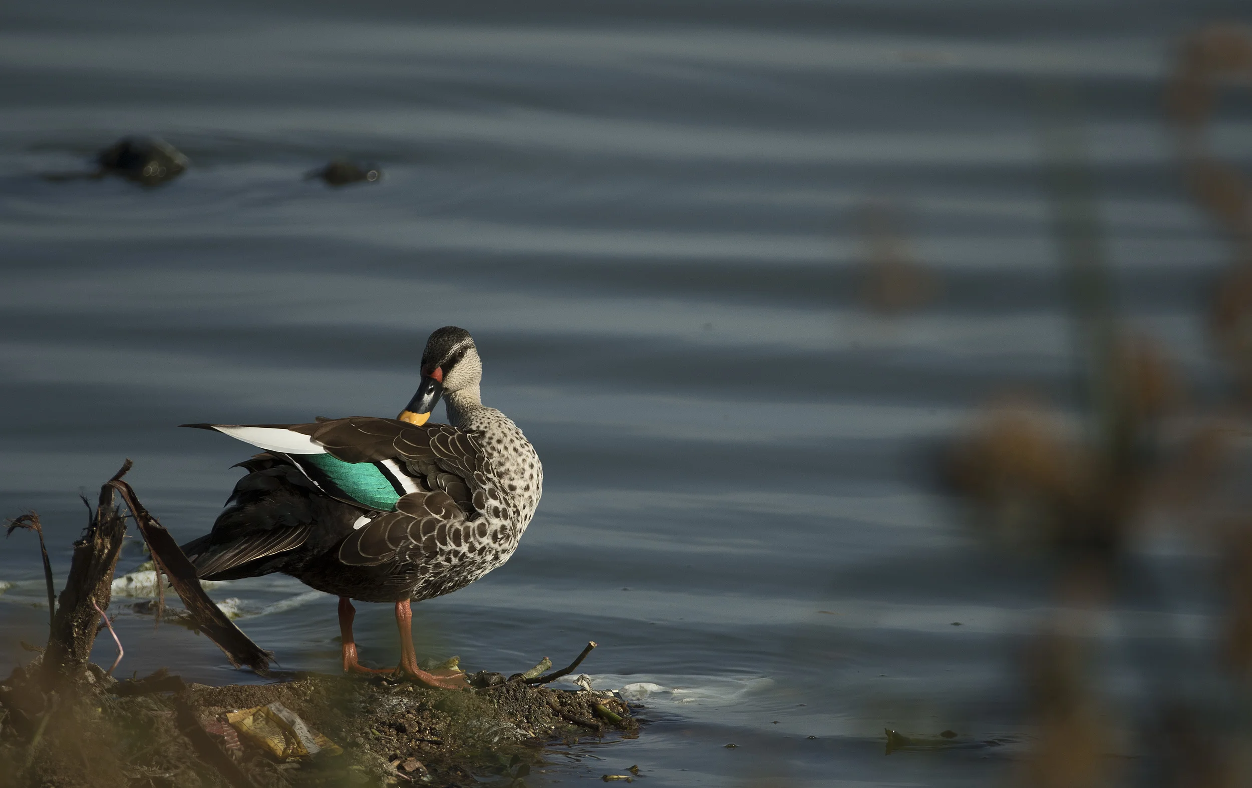 AJ1A9512 Spot Billed Duck Preening.jpg