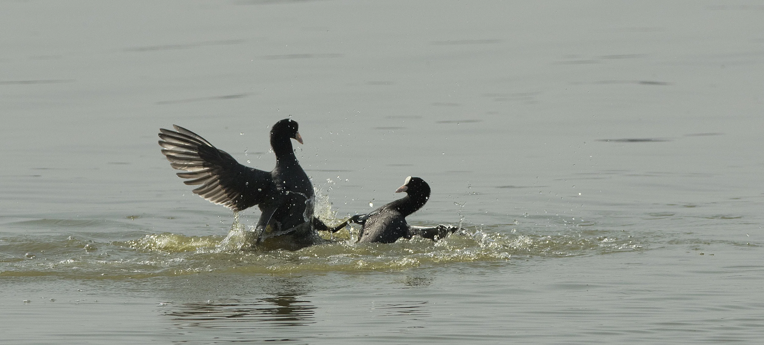 AJ1A9896 Coots on a teritorial war.jpg