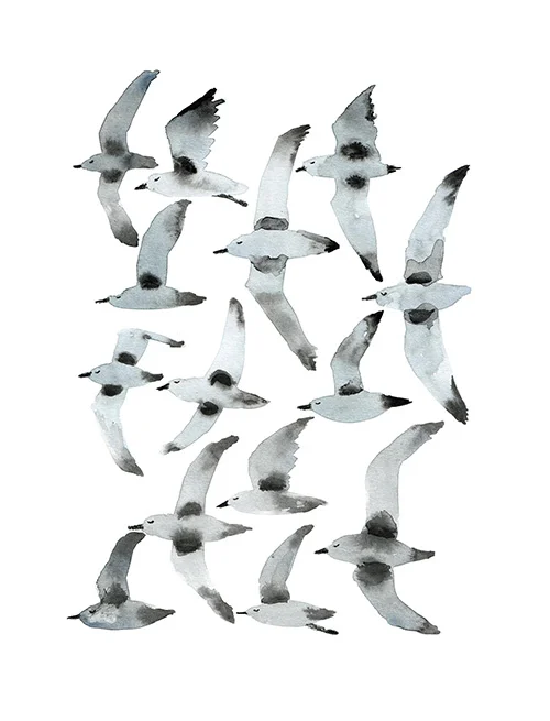 Plovers.jpg