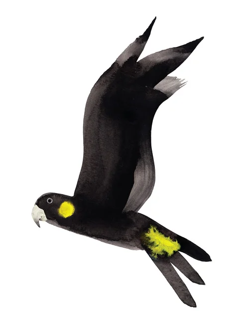 Blackcockatoo.jpg