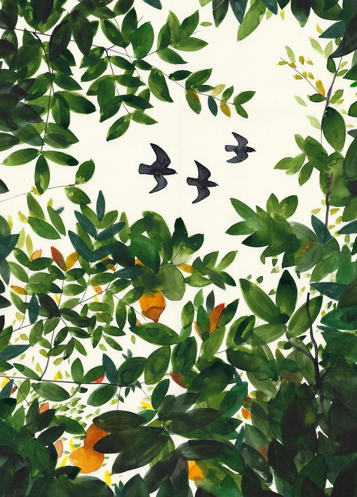 Tree_tops.jpg