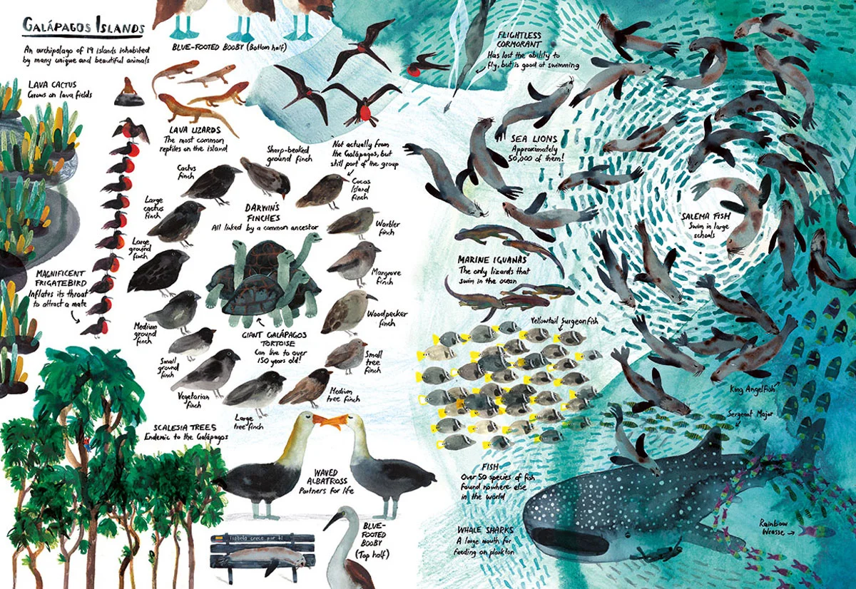 Lots_Galapagos_07_flat.jpg