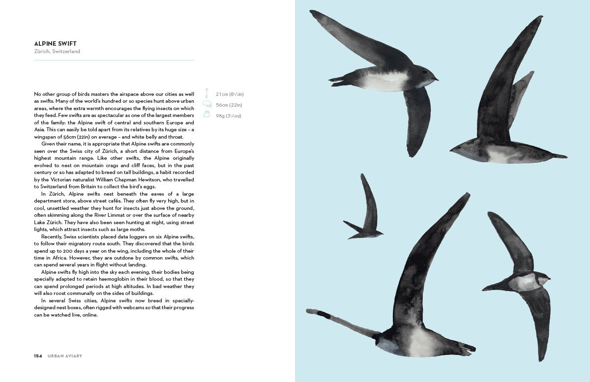 Urban_Aviary_14.jpg