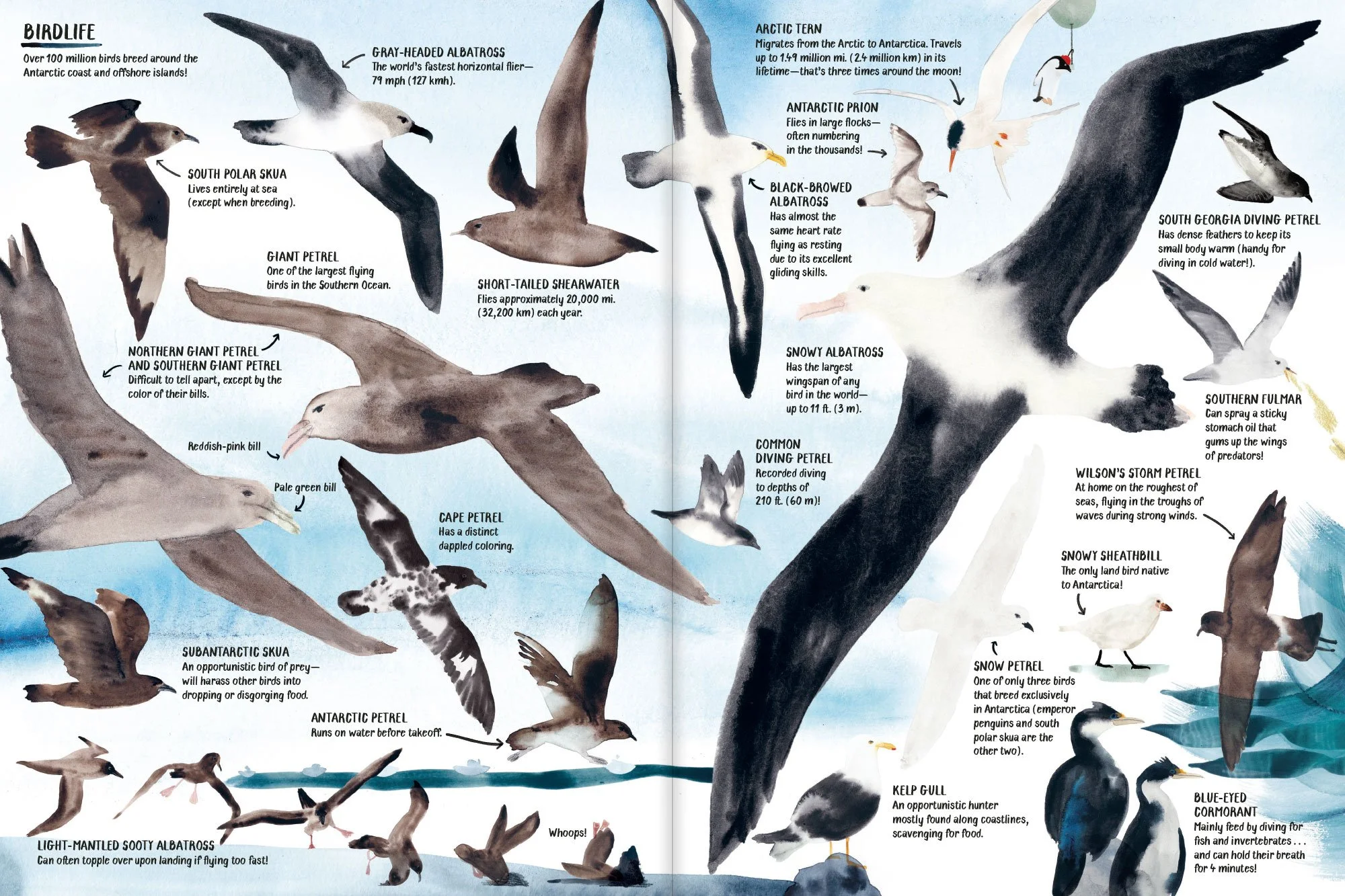 All_About_Antarctica_09.jpg