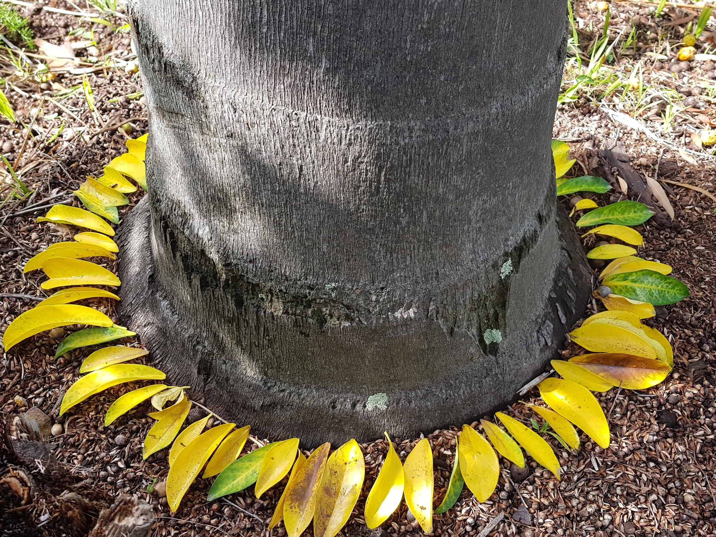 leaves.jpg