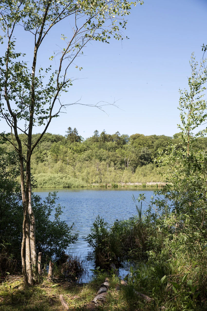 Stokkevad-Maimouselle-089-bollemosen.jpg