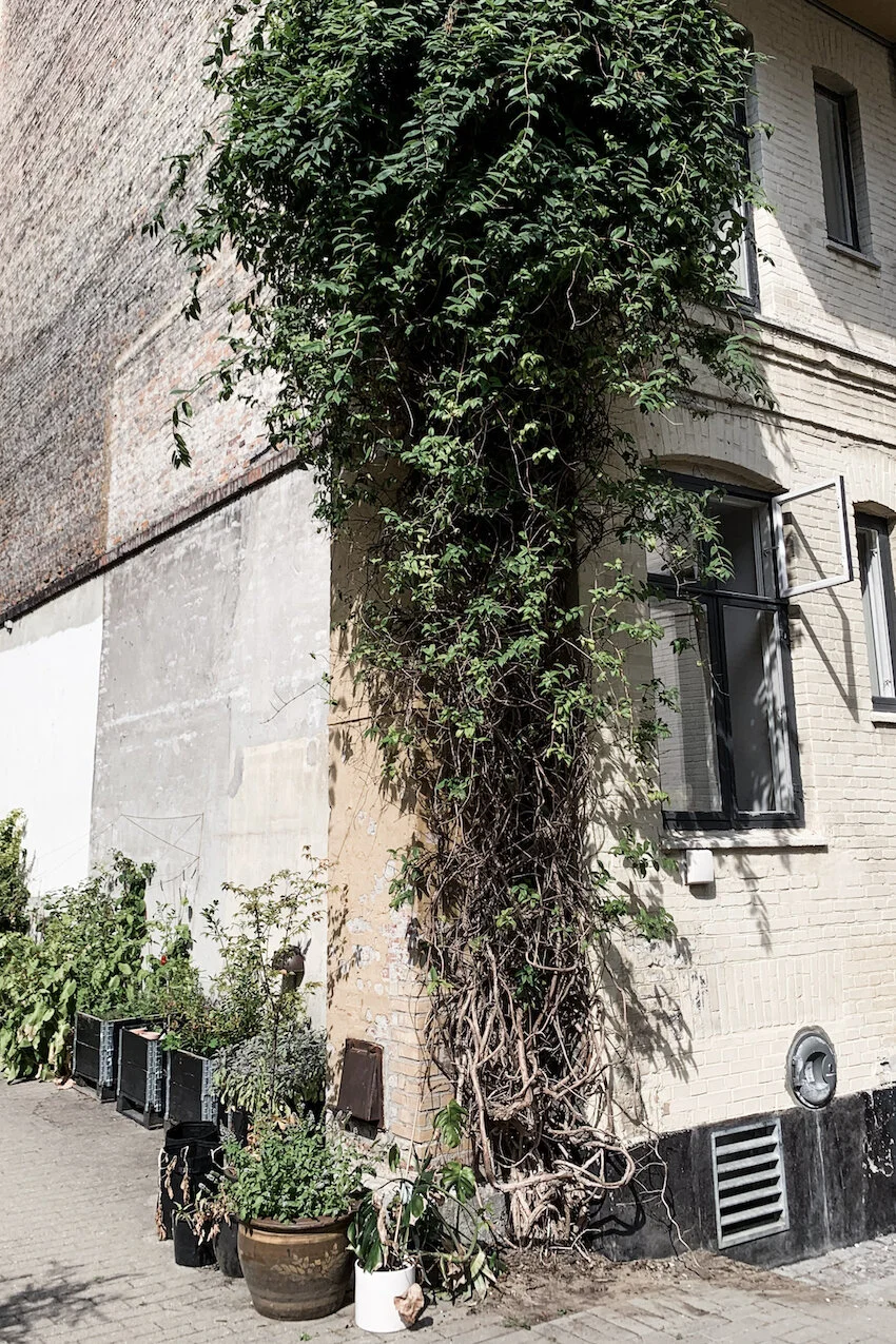 Willemoesgade-36-Maimouselle-104.jpg