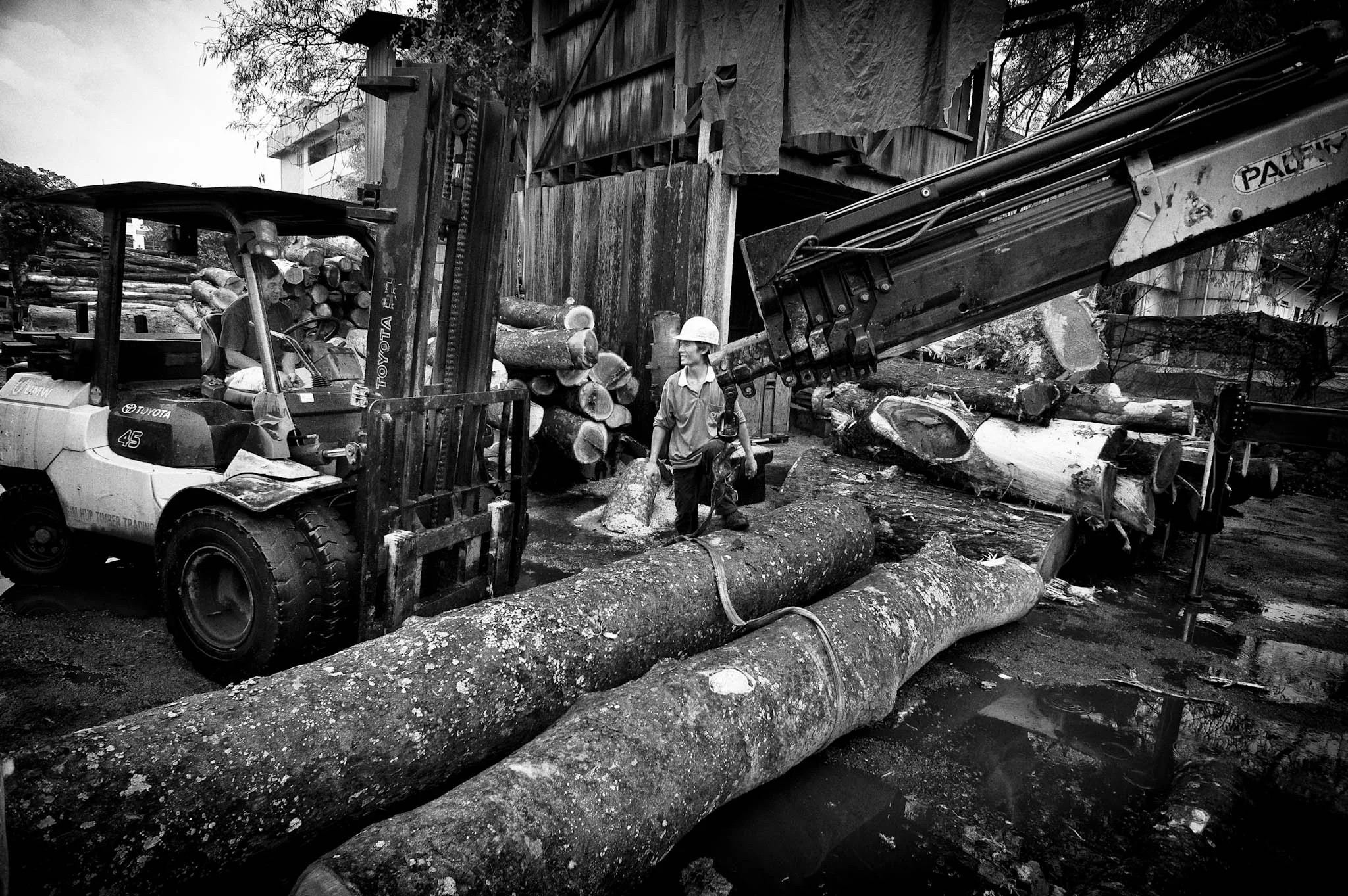 Long Xing-China-Tree Cutter-Pix Gallery_15.jpg