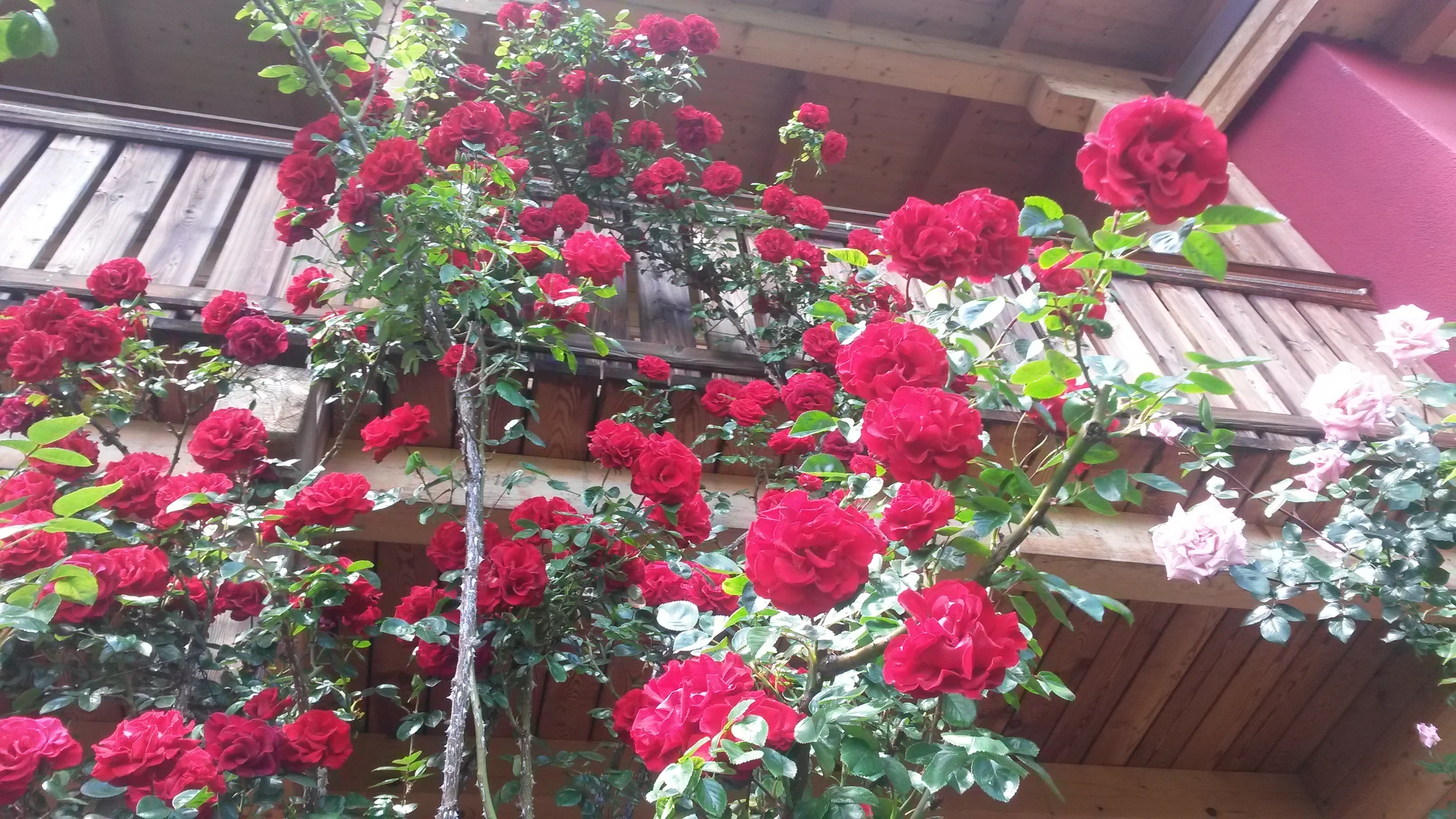 20150520_135452.jpg