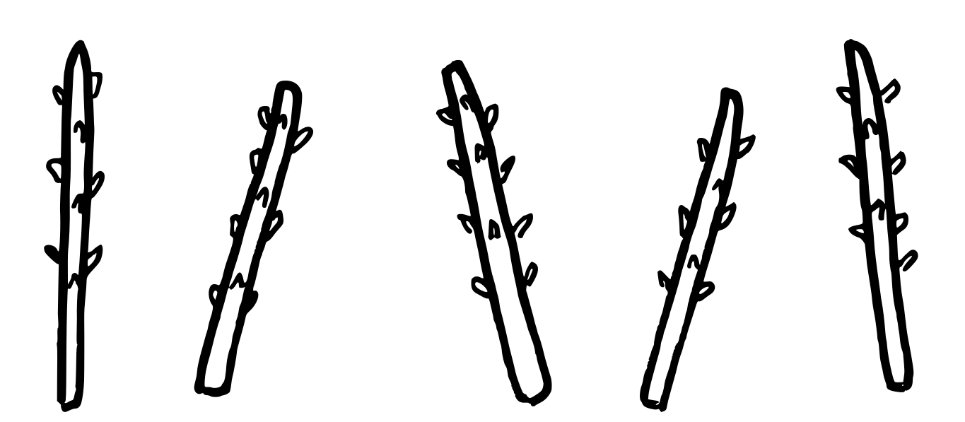 Spargel pic.png