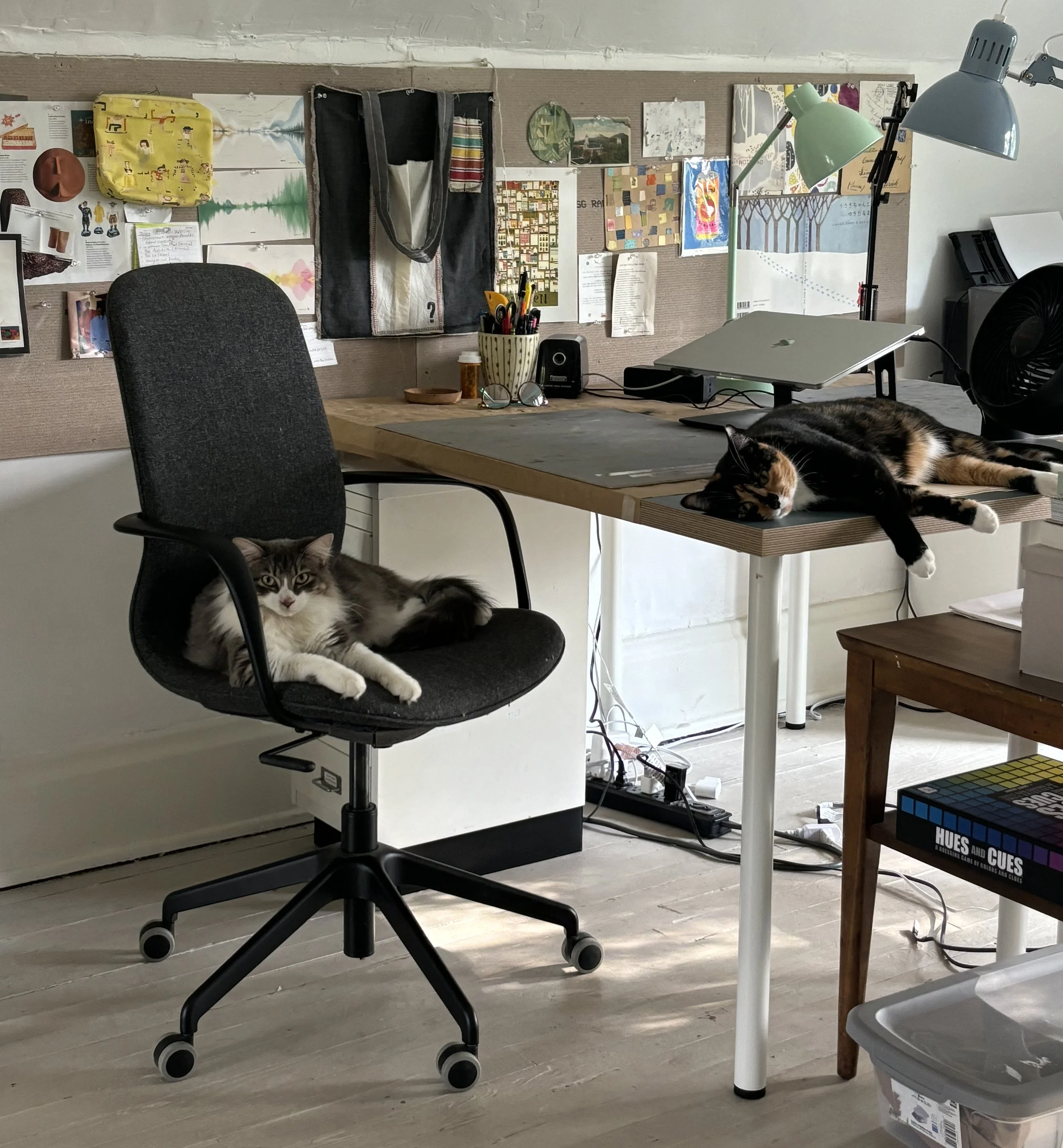 cats square.jpg
