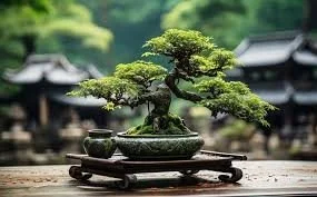 Bonsai with Melody Orban
