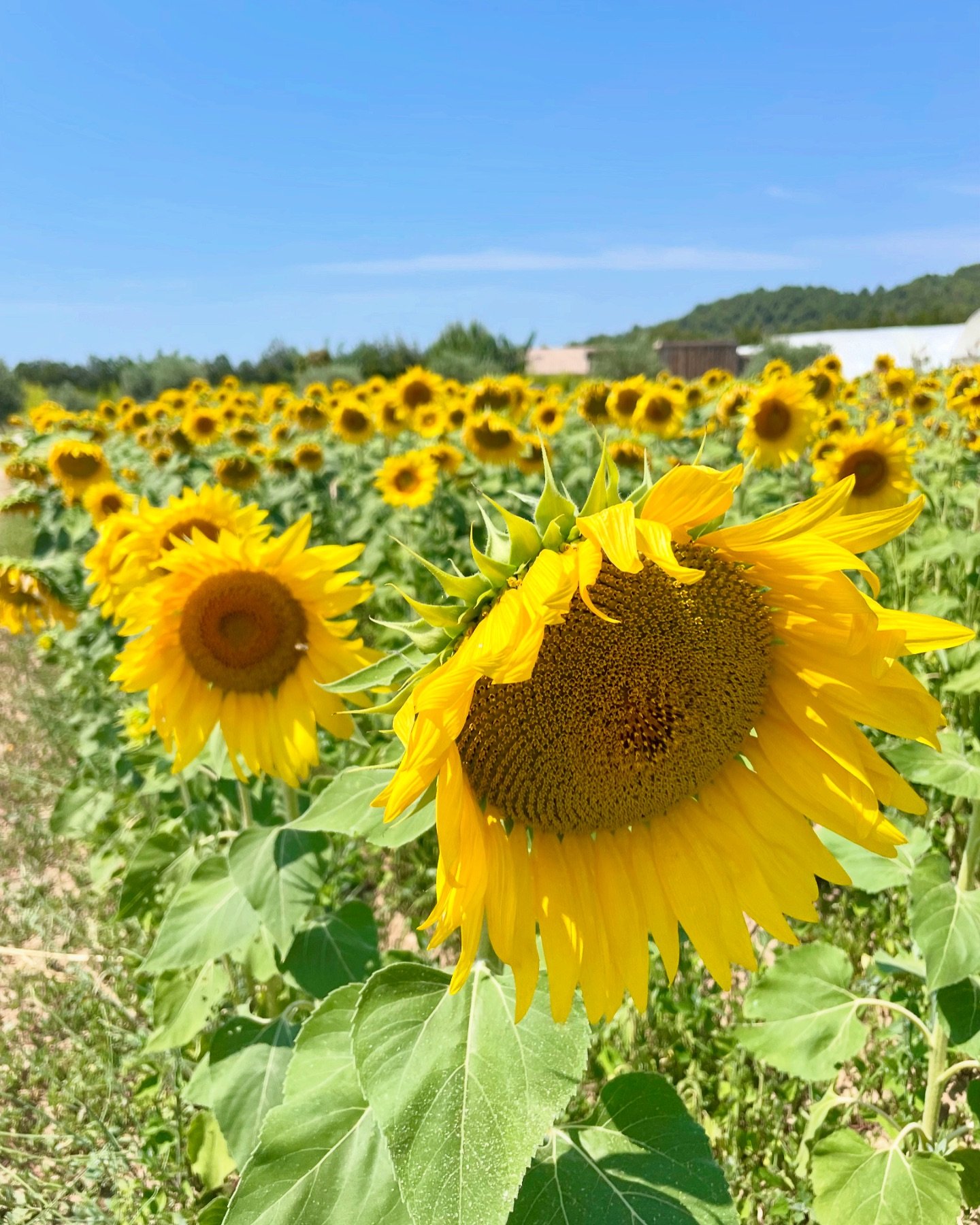 Sunflowers, Provence.🌻