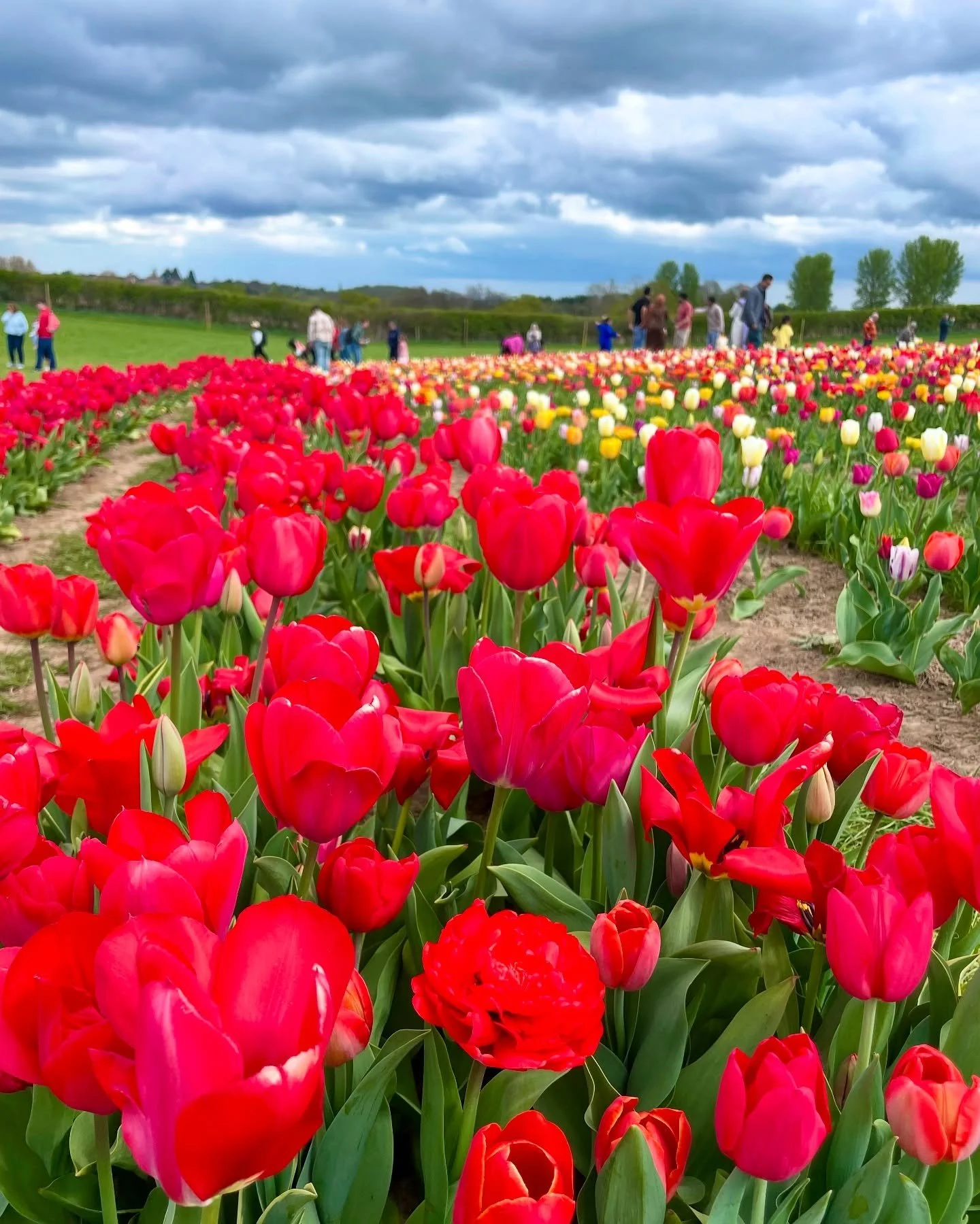 Tulips for days!🌷@tulleystulipgarden