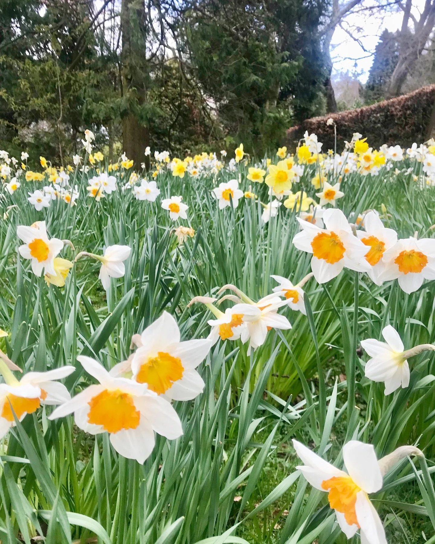 The scientific name for the daffodil genus is Narcissus, which comes from the Greek myth of Narcissus, a young man who fell in love with his own reflection in a pool of water. 🌼