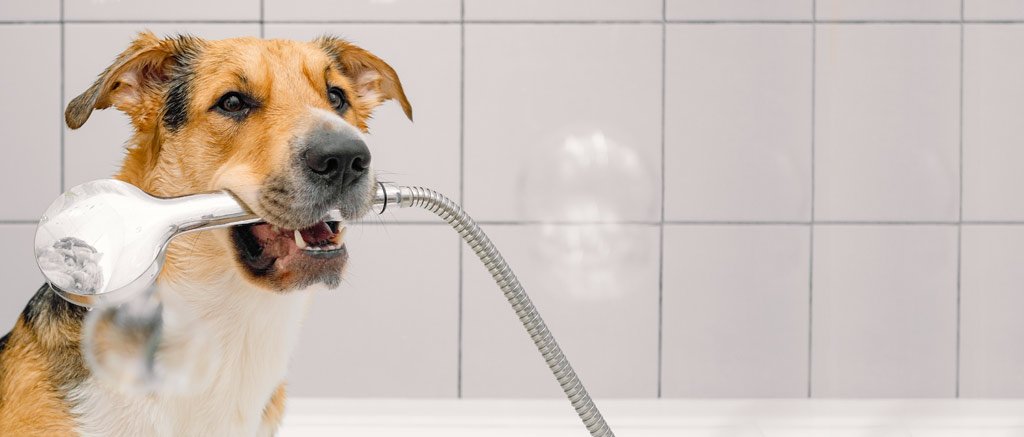 dog_wash_002.jpg