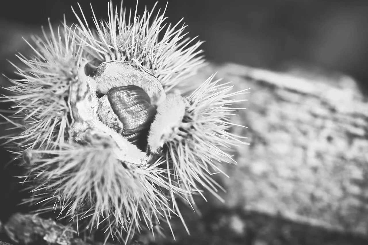 chestnut-2810489_1280.jpg