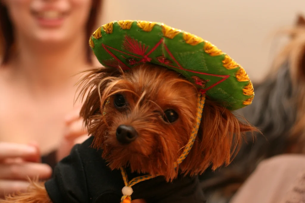 Cinco de Mayo Fiesta