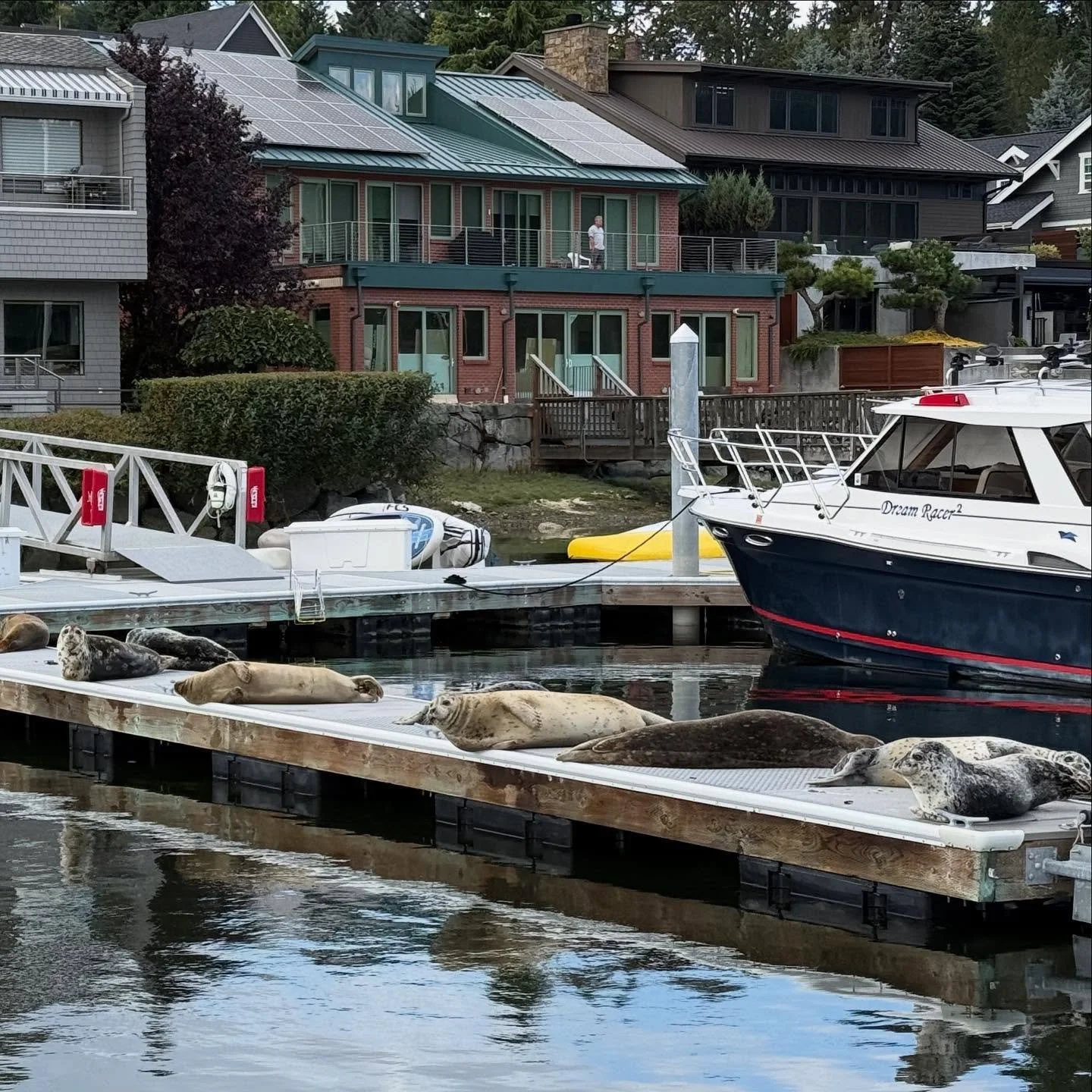 Unfortunately the weather is not cooperating for my rides today, so in the meantime here’s a photo of a dock full of Gig Harbor locals. 
A couple years ago I had a family from England visit. They had a kid with them. He was maybe 6, 7-years ol