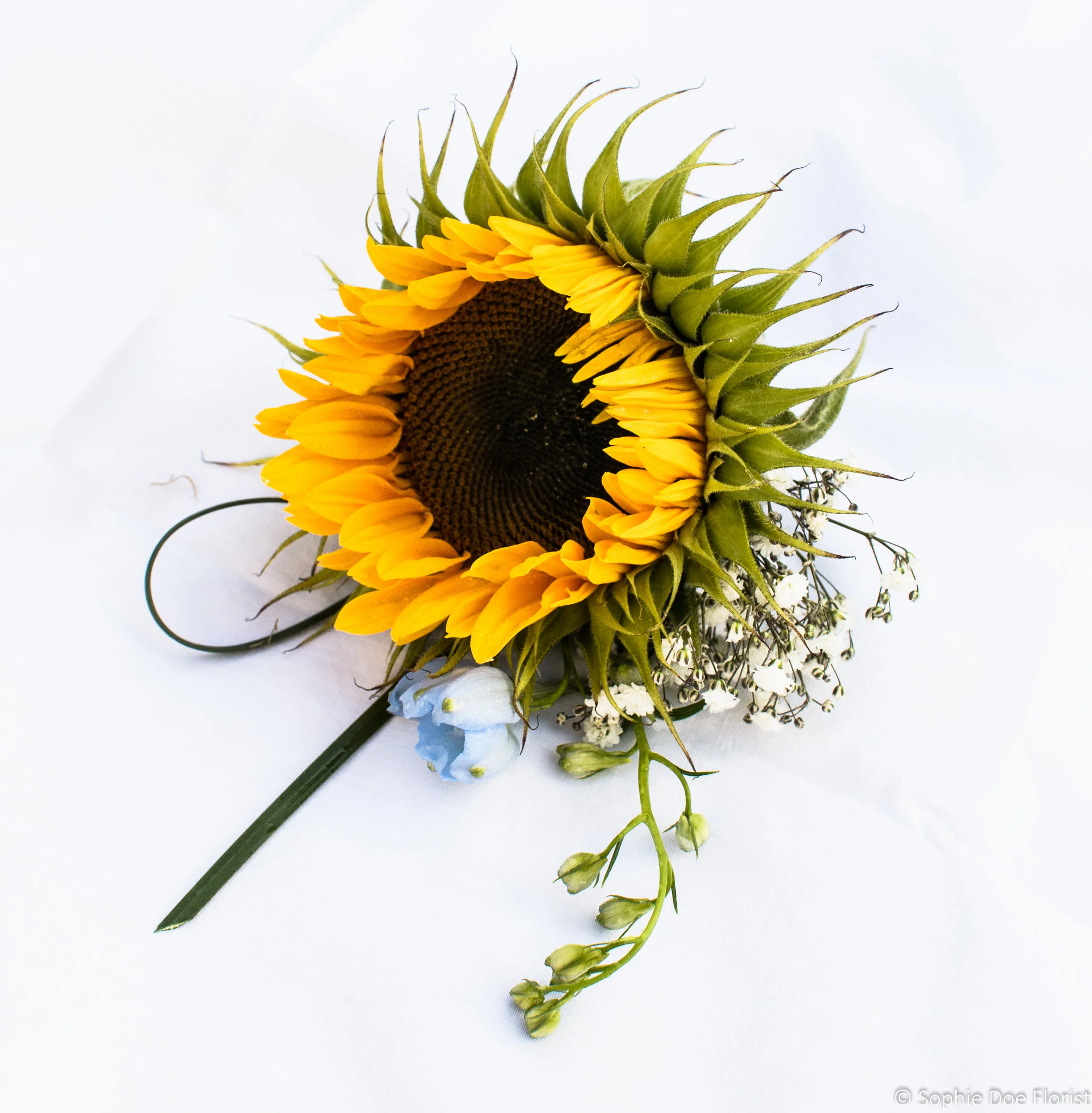 DSC_7799-2.jpg