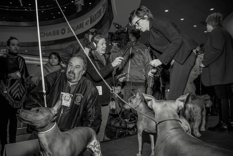 Slug: DOGS
Story Summary: Dog show introduces the new breeds.
Desk: SPT
NEW YORK, NY- JANUARY 30, 2017: Following the introduction of the three new breeds, dogs and their trainers entertained the media. In advance of the 141st Annual Westminster Kennel Club Dog Show, three new breeds that are eligible to compete were introduced at Madison Square Garden on Monday, the American Hairless Terrier, the Pumi, and the Sloughi. GEORGE ETHEREDGE FOR THE NEW YORK TIMES.