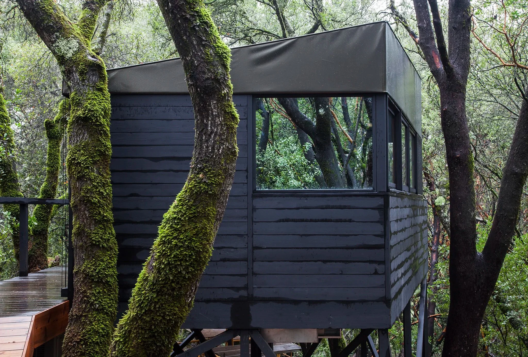 RB-FOREST HOUSE-07.jpg