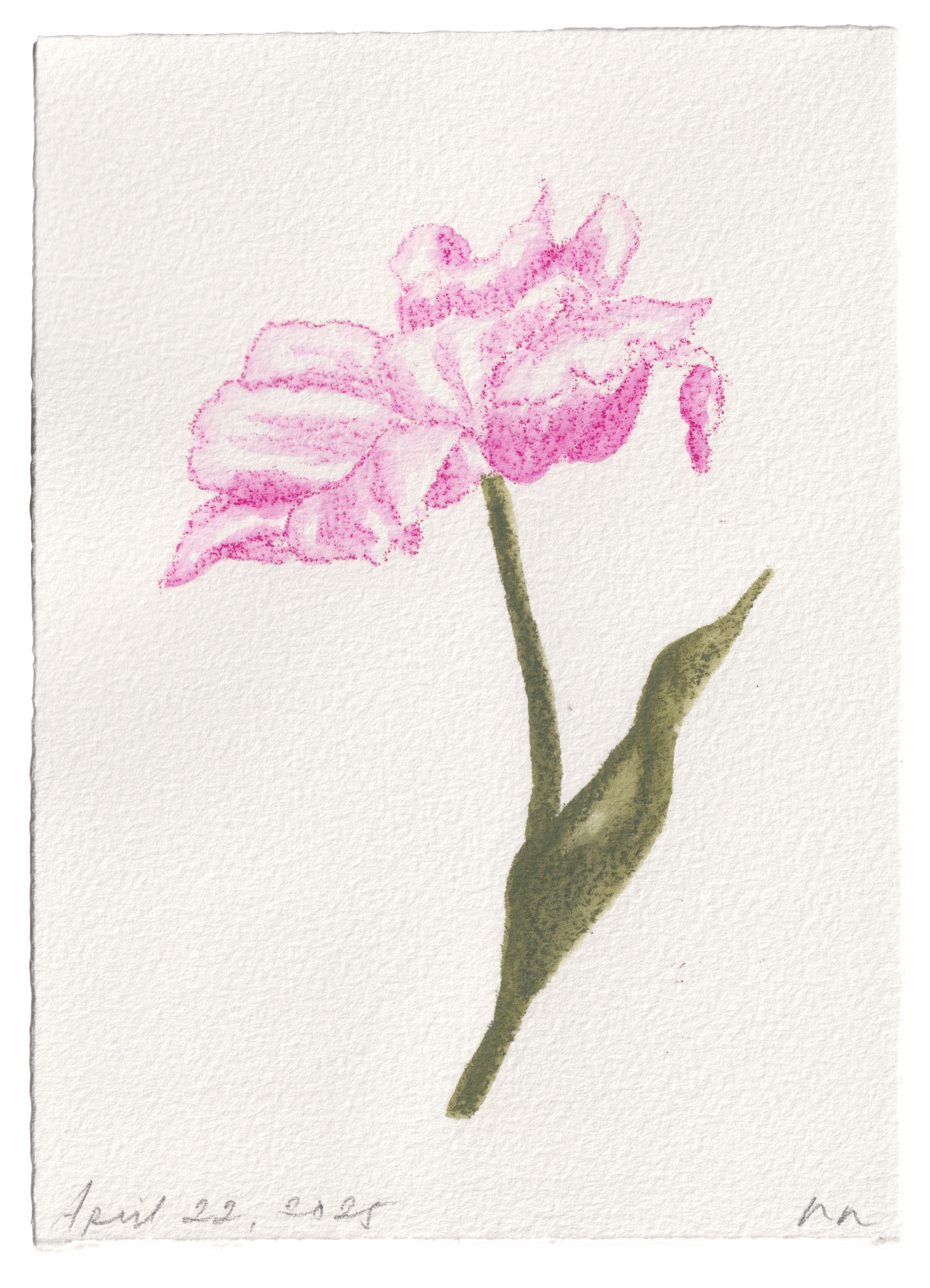 Daily Fleurs - April 22, 2025