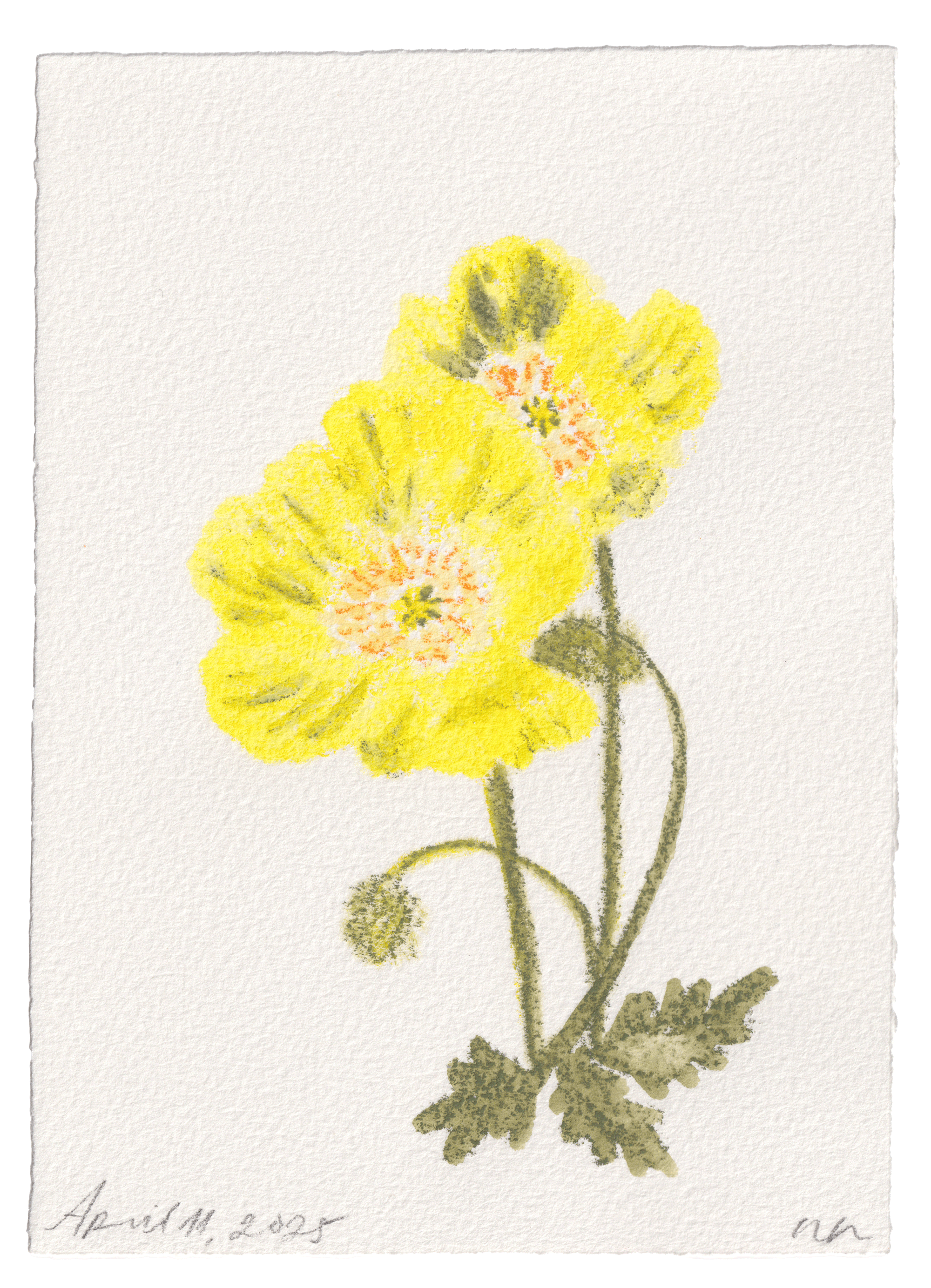 Daily Fleurs - April 11, 2025