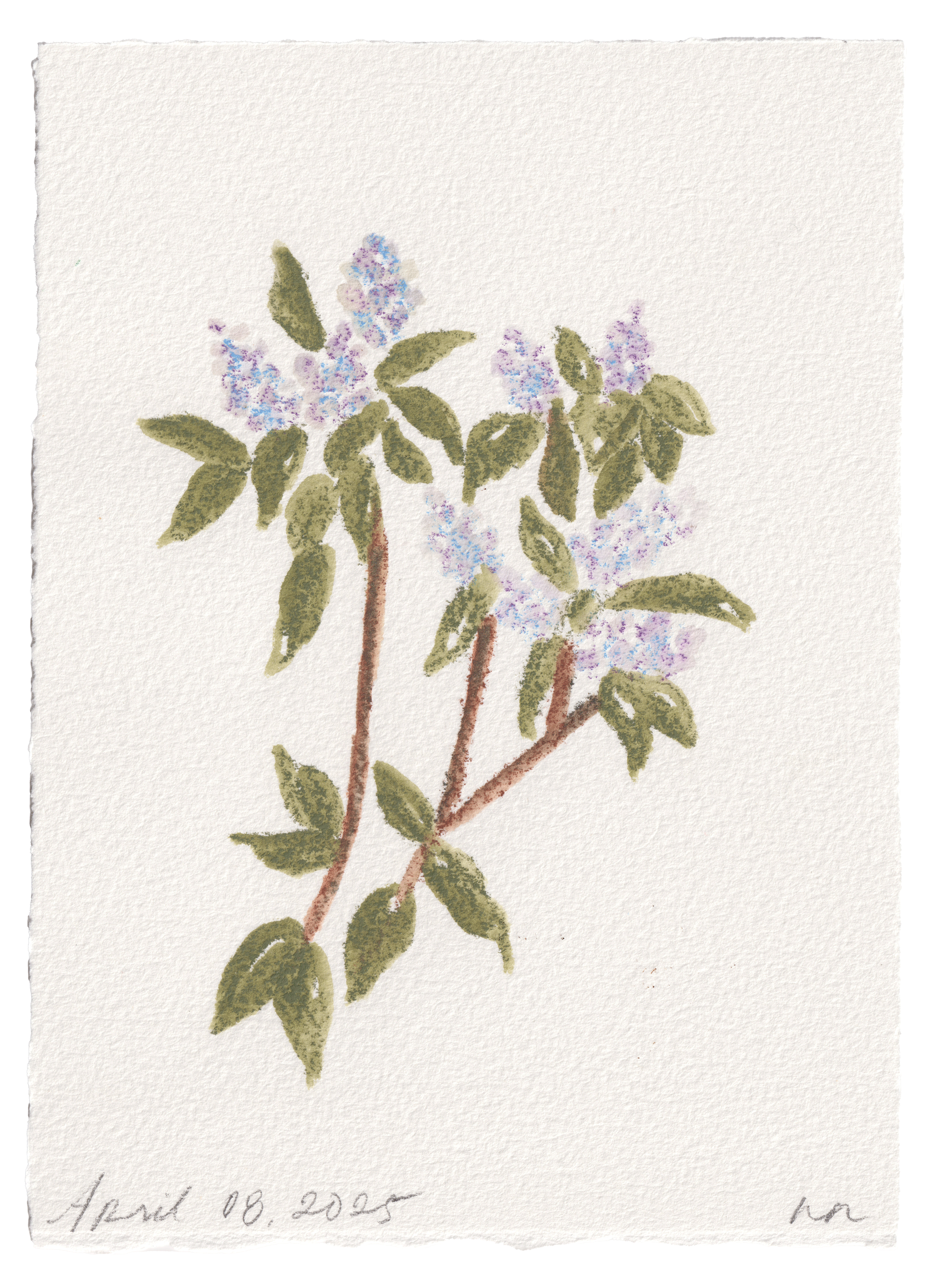 Daily Fleurs - April 8, 2025