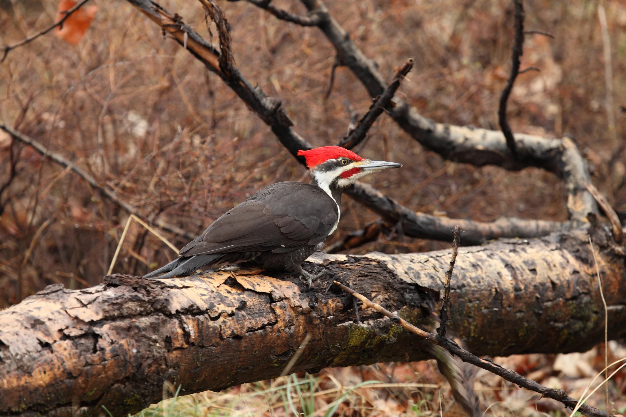 Jim Boyle Austin Attorney_Public Interest Matters.jpg