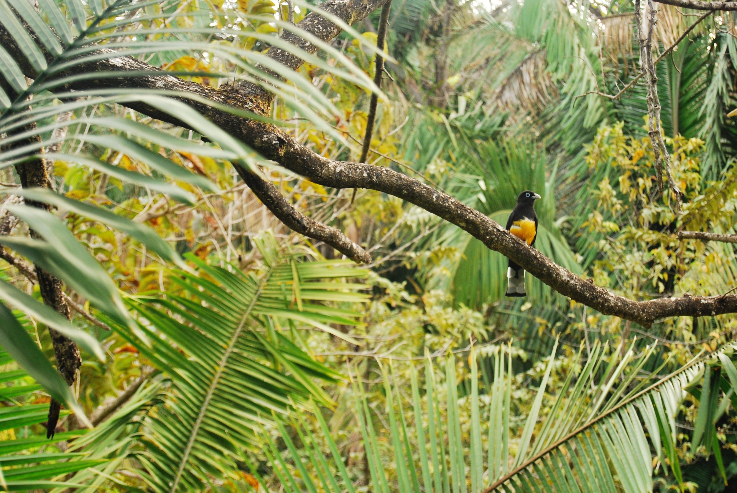 COSTA RICAN HORTICULTURE TOUR