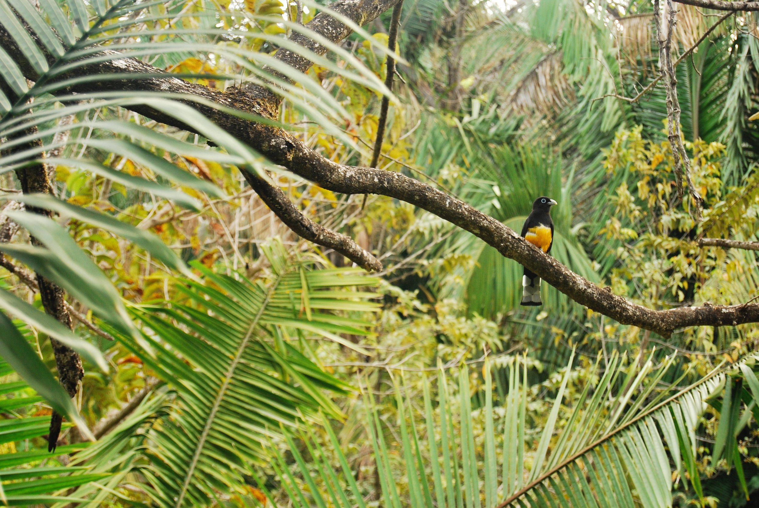 COSTA RICAN HORTICULTURE TOUR