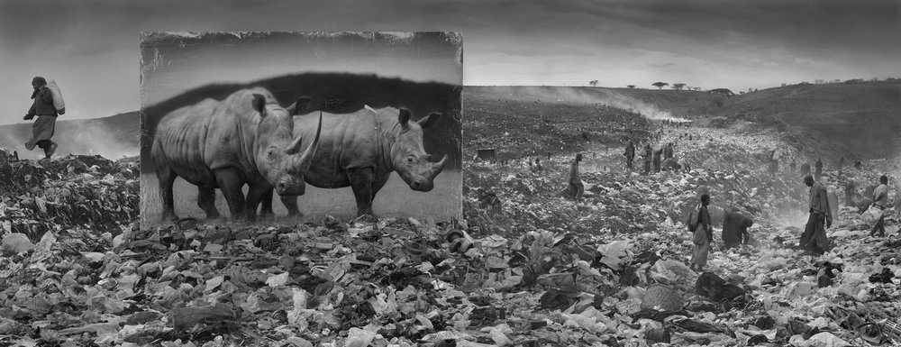 Wasteland with rhino