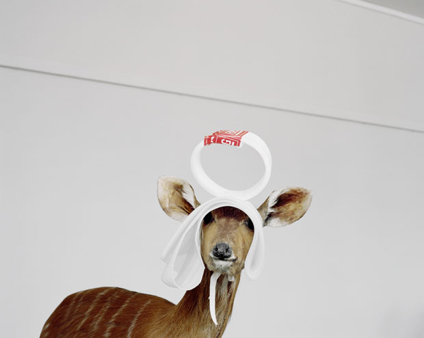 A Moveable Beast/Sitatunga (tragelapphus spekii)