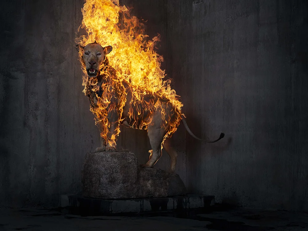 Christian Houge - Lion 2018