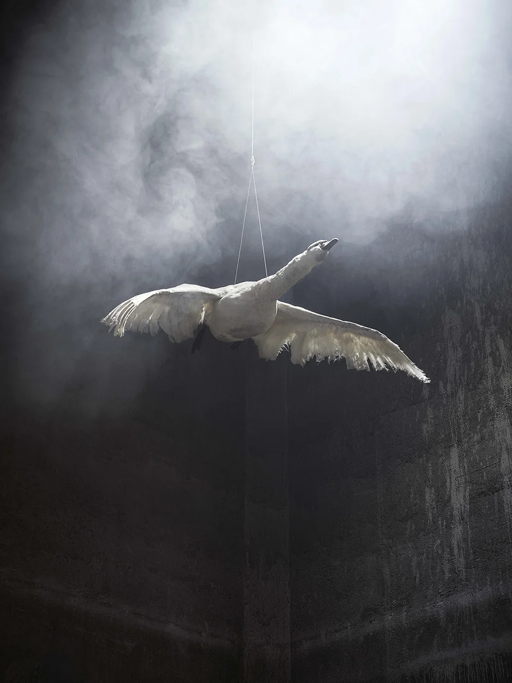 Christian Houge - Swan in Flight