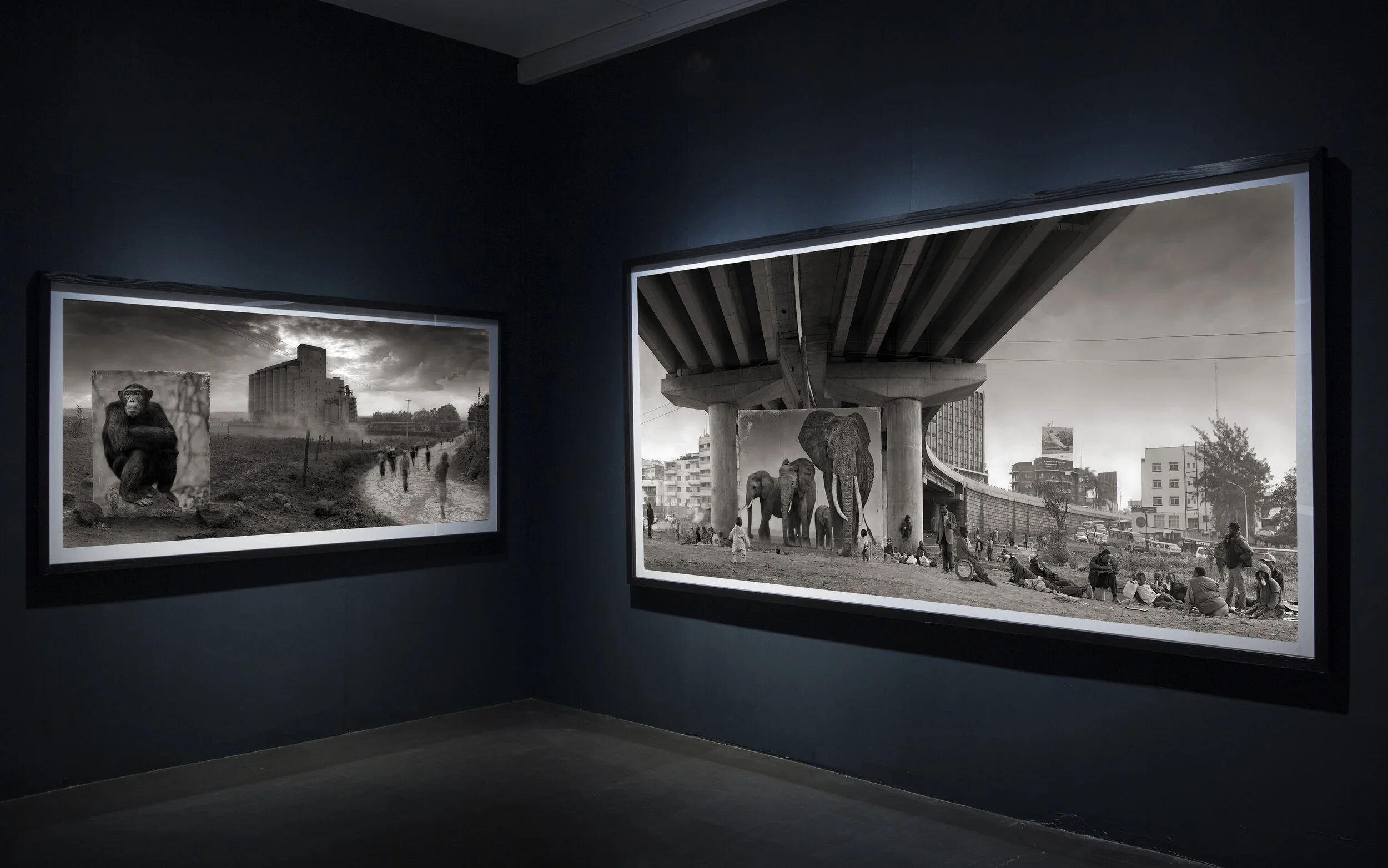 Installationshot from ‘Inherit the Dust’ by Nick Brandt at WILLAS contemporary.