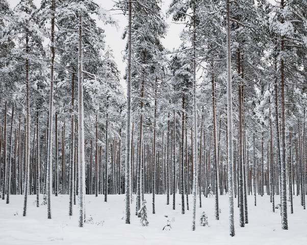Helene Schmitz - Winter Forest 2017