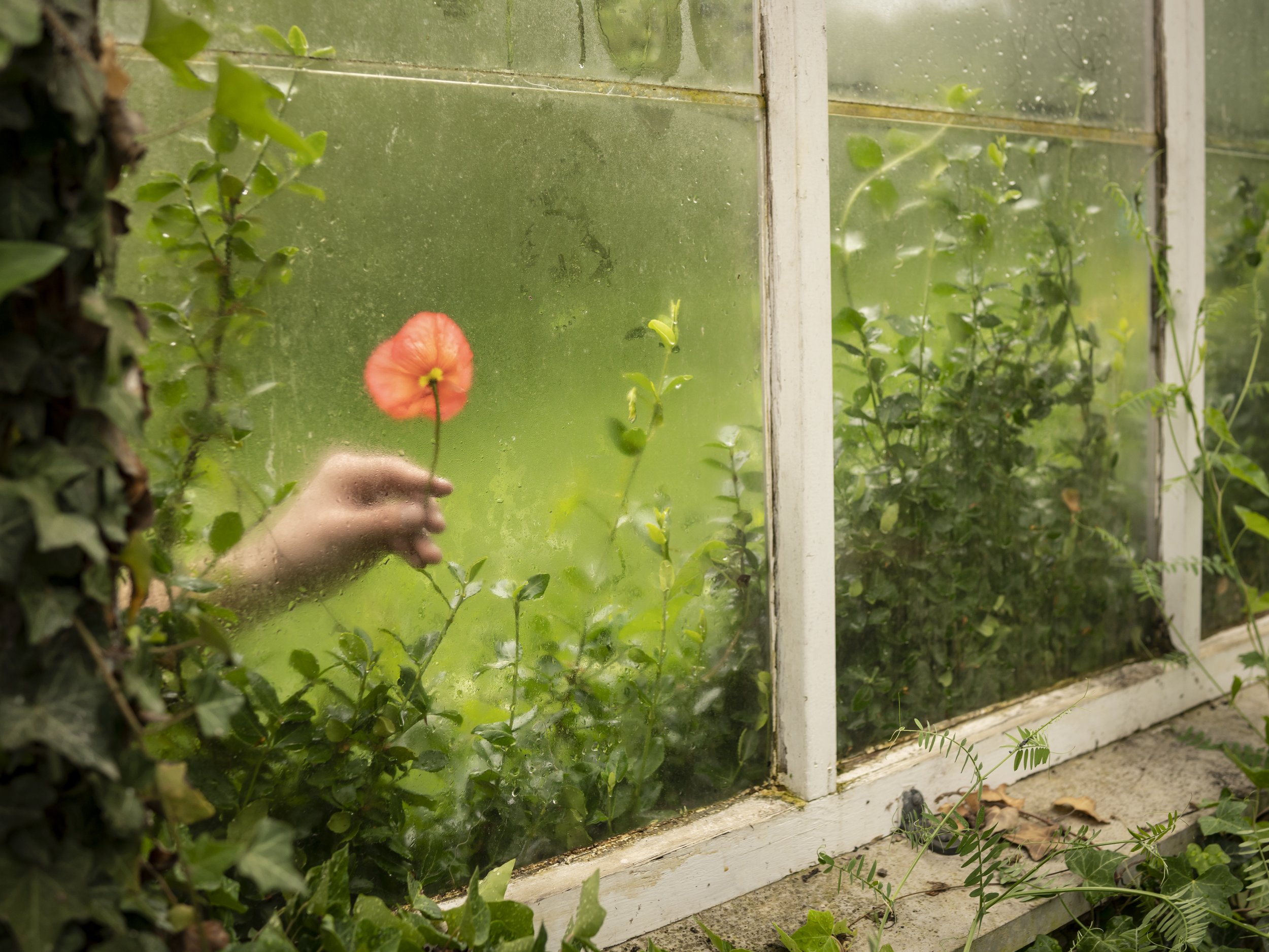 Cig Harvey The Poppy and the Greenhouse, Camden, Maine, 2019