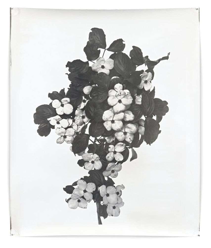 Nature Morte 18, 127 x 152 cm, Silver Gelatin Print, 2012, Edition of 6.jpg