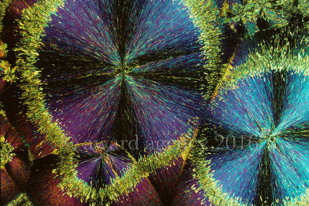 1.-Pretty-Poisons-DDT-@-12.8X-edit.jpg