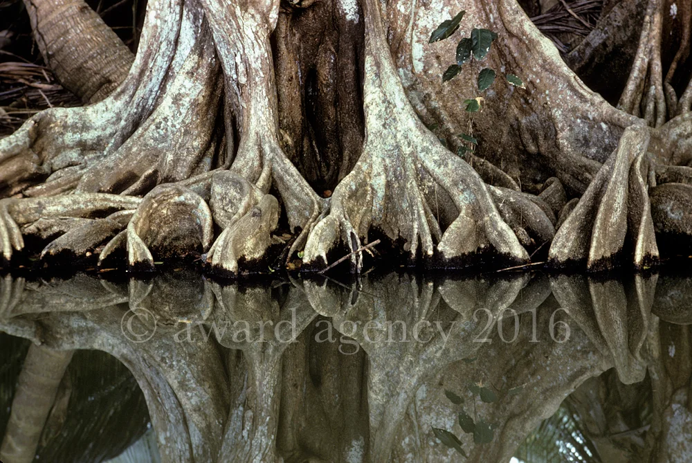 banyan-tree-by-water-edit2-corbis.jpg