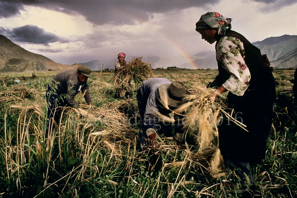tibetan-farming-rainbow-edit2-corbis.jpg