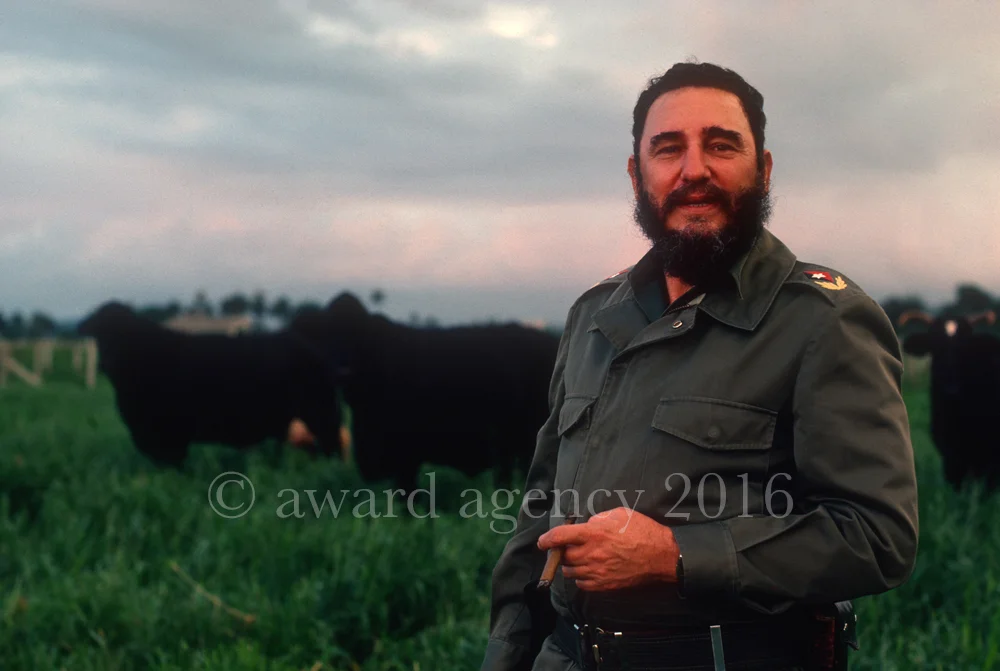 castro-cows-edit2.jpg